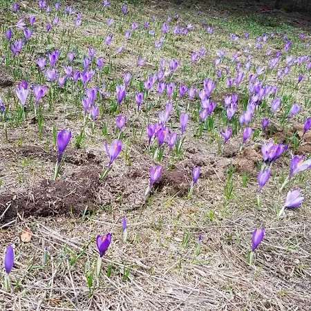 Hop Kop * Kopaonik
