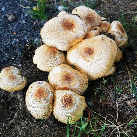 Hop Kop מלון דירות קופאוניק